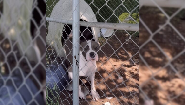 Abused Pitbull Rescue: Freed After 5 Long Years in Captivity, Thanks to Georgia Rescuer