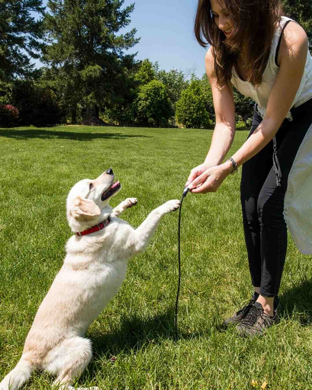 how to train an 8-week-old puppy